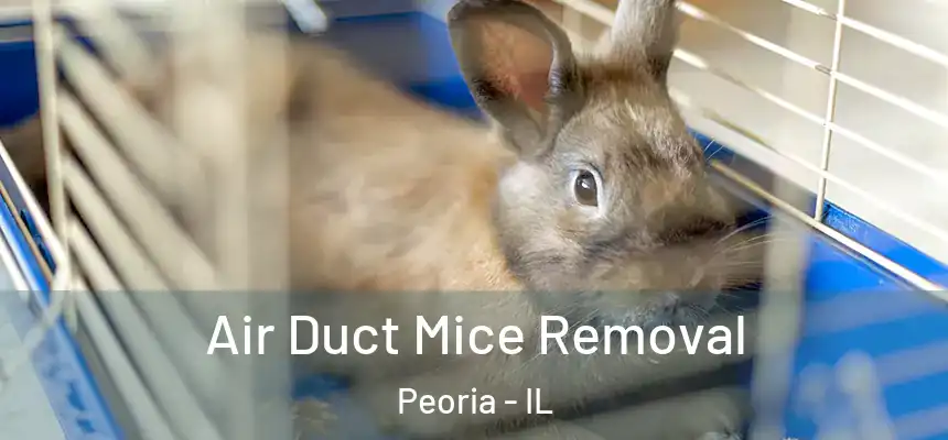 Air Duct Mice Removal Peoria - IL