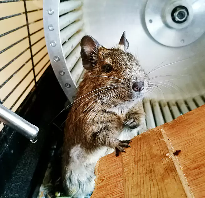 Why Homeowners & Businesses Trust Us Peoria, IL